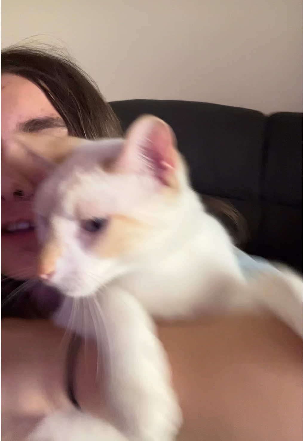 @FamiliarFEYpets