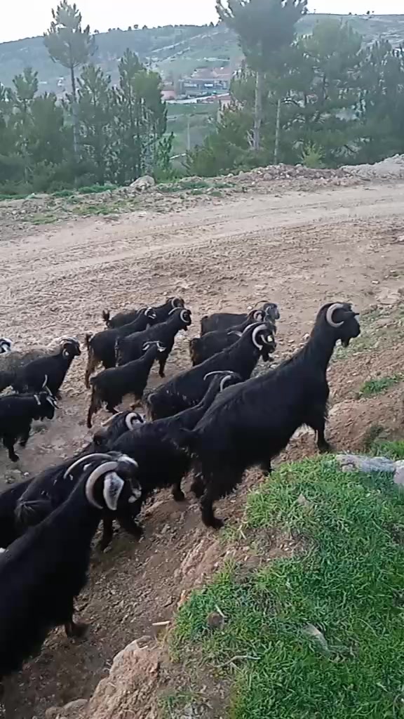 @Osman Eğilmez