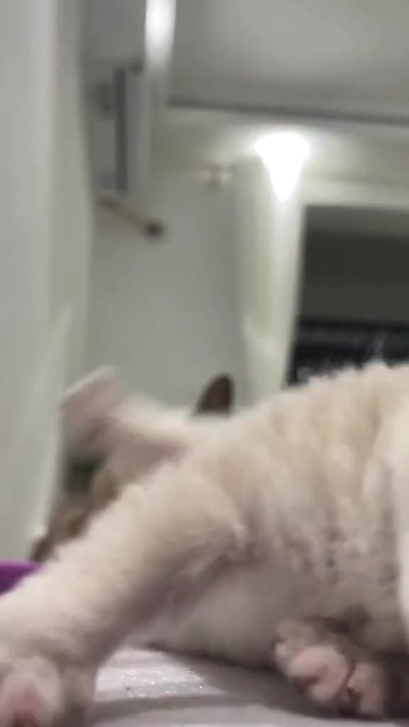 @catbosssss