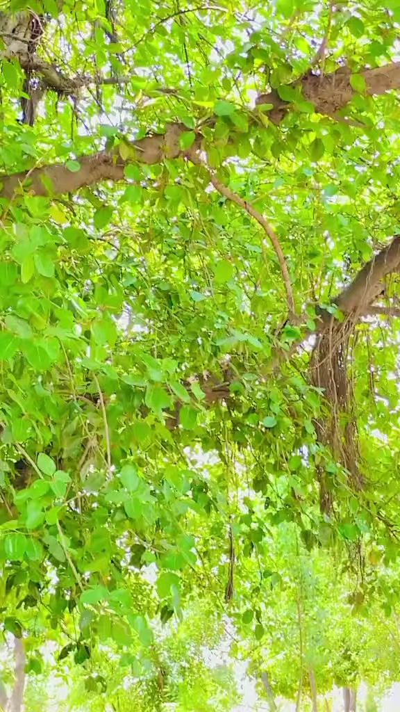 @ذوالقرنین راجپوت 55 الہ 🔱