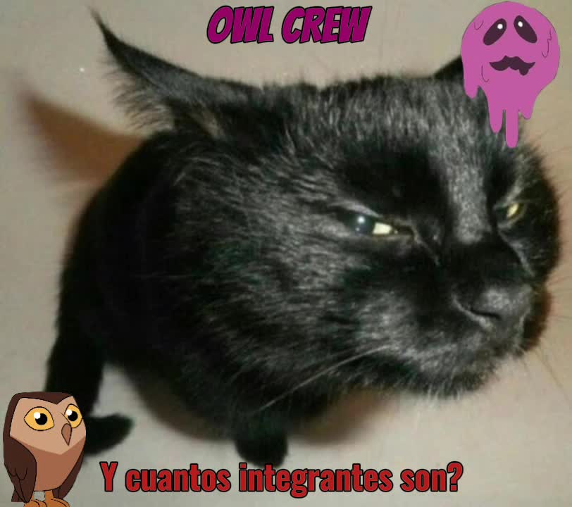 @owl_team