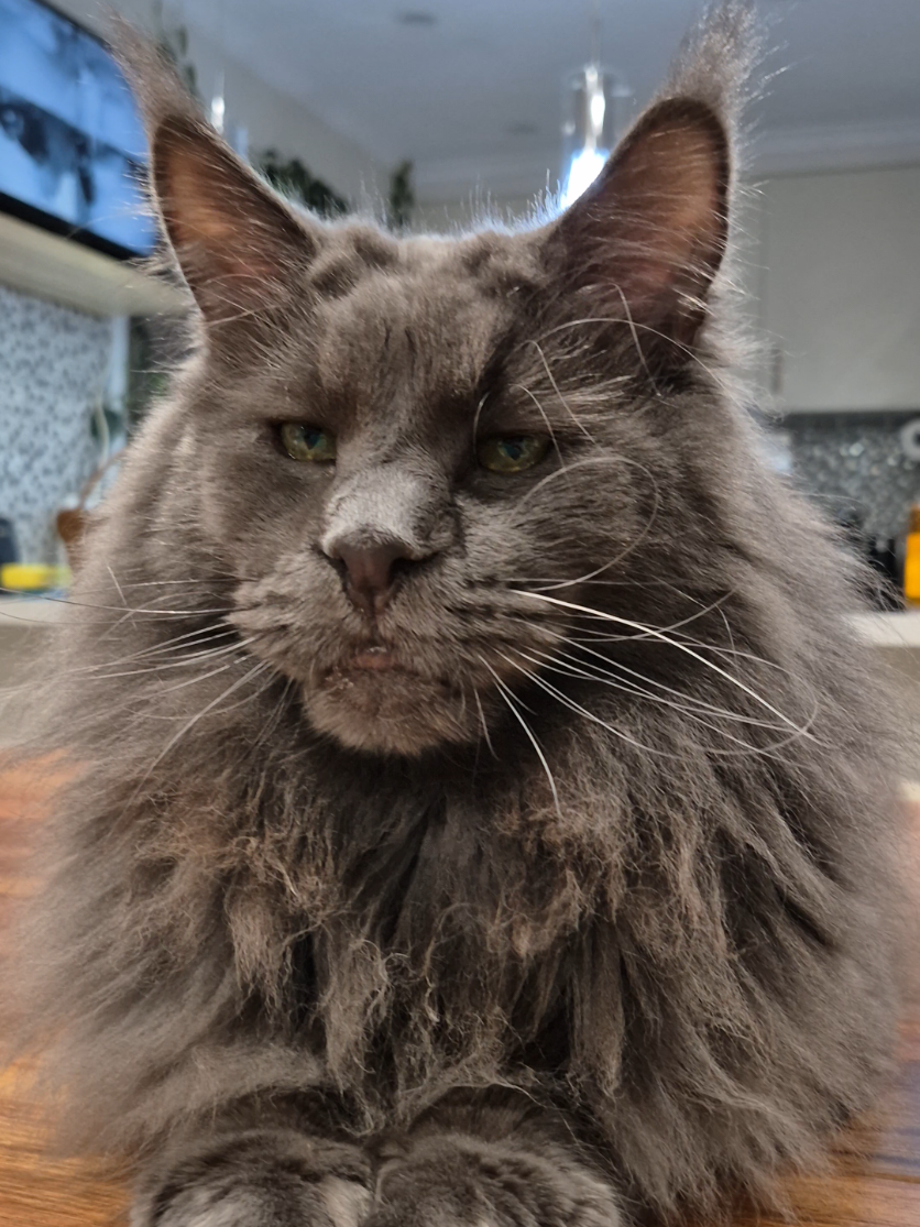 @Ragnar the Maine Coon 🐈