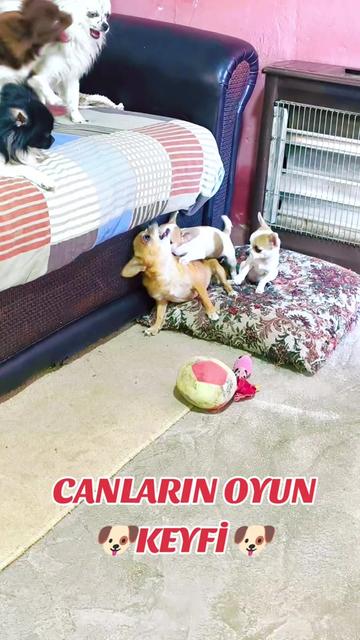 @🐕ŞHİVA MİNİK PATİLER🐕