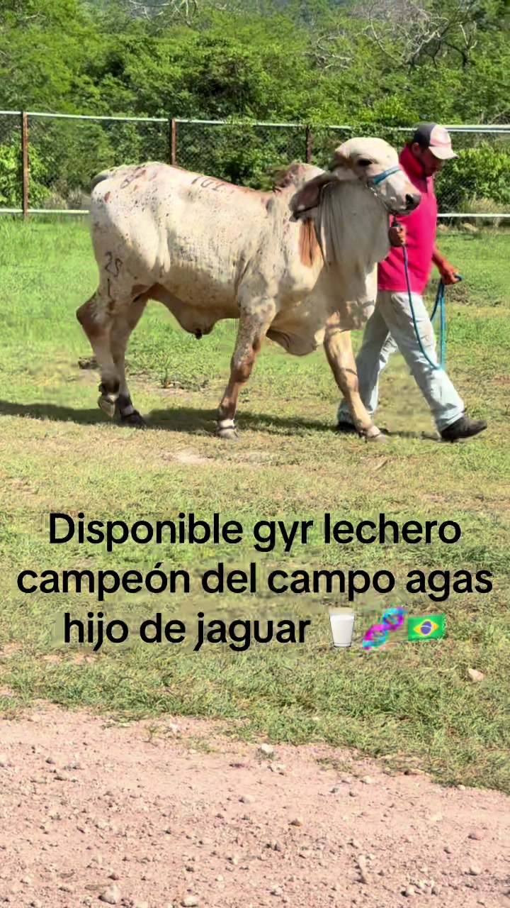 @CURURÚ