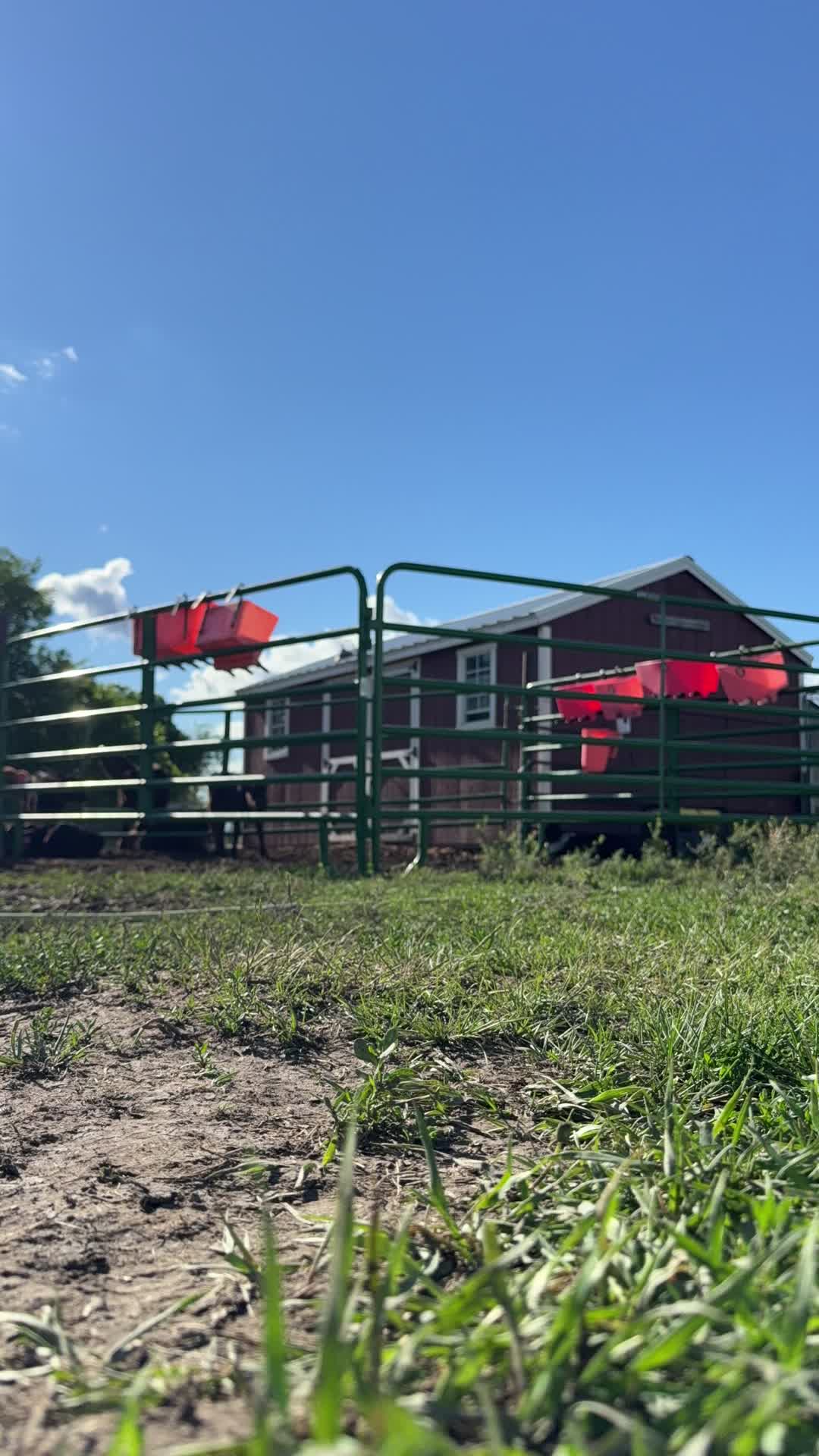 @Hayley | Crooked Creek Farms