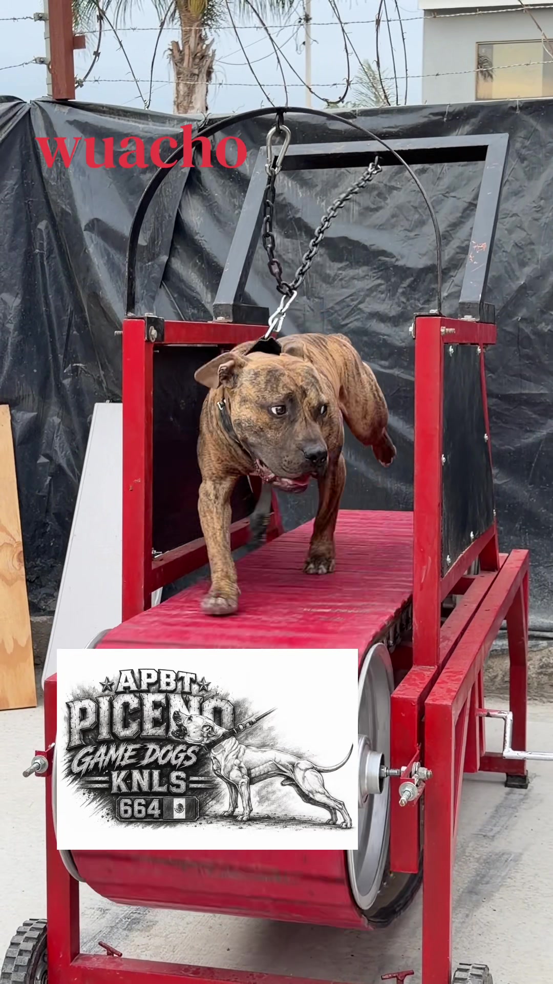 @APBT PICENO TIJUANA