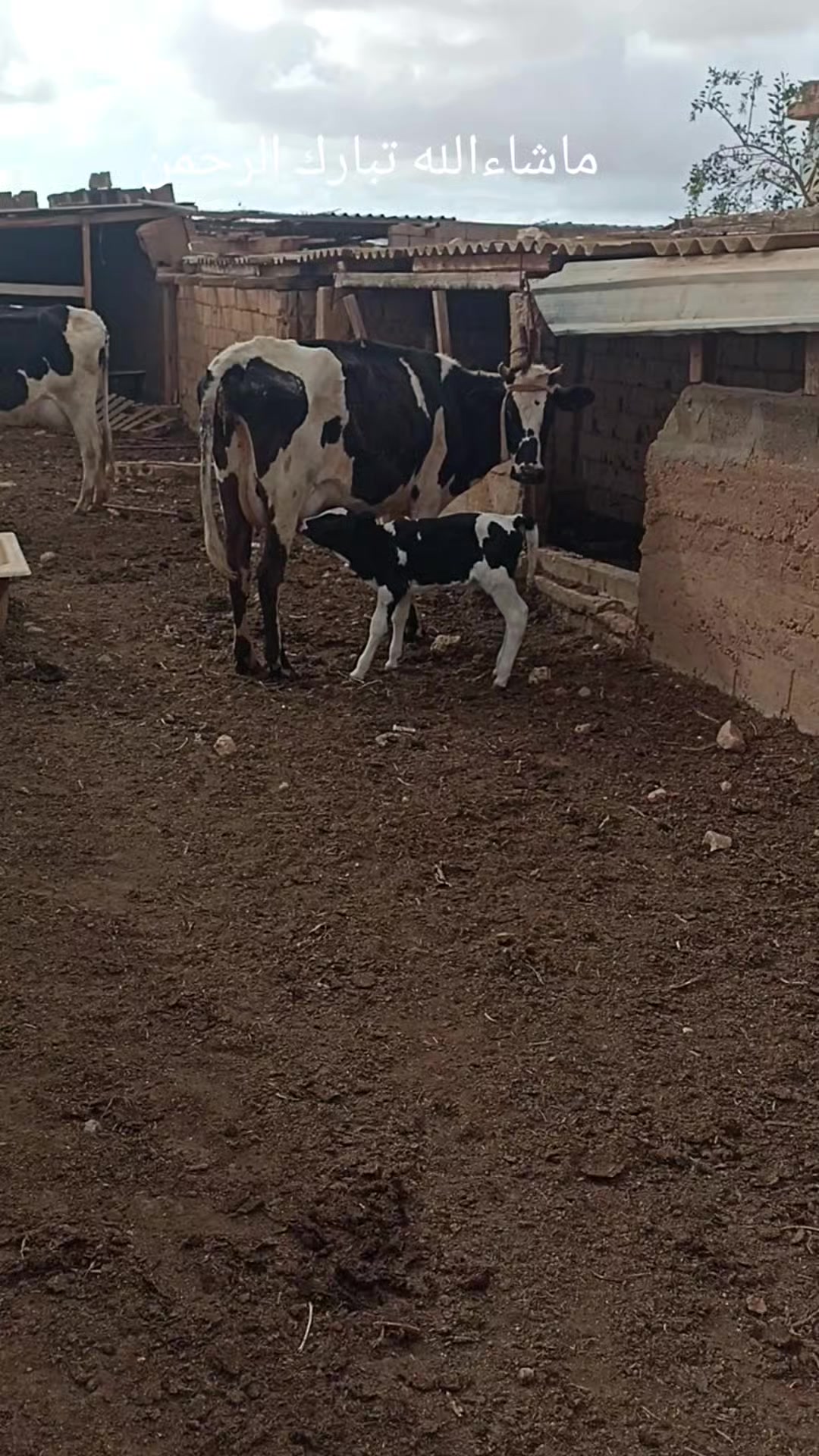@الزعيم