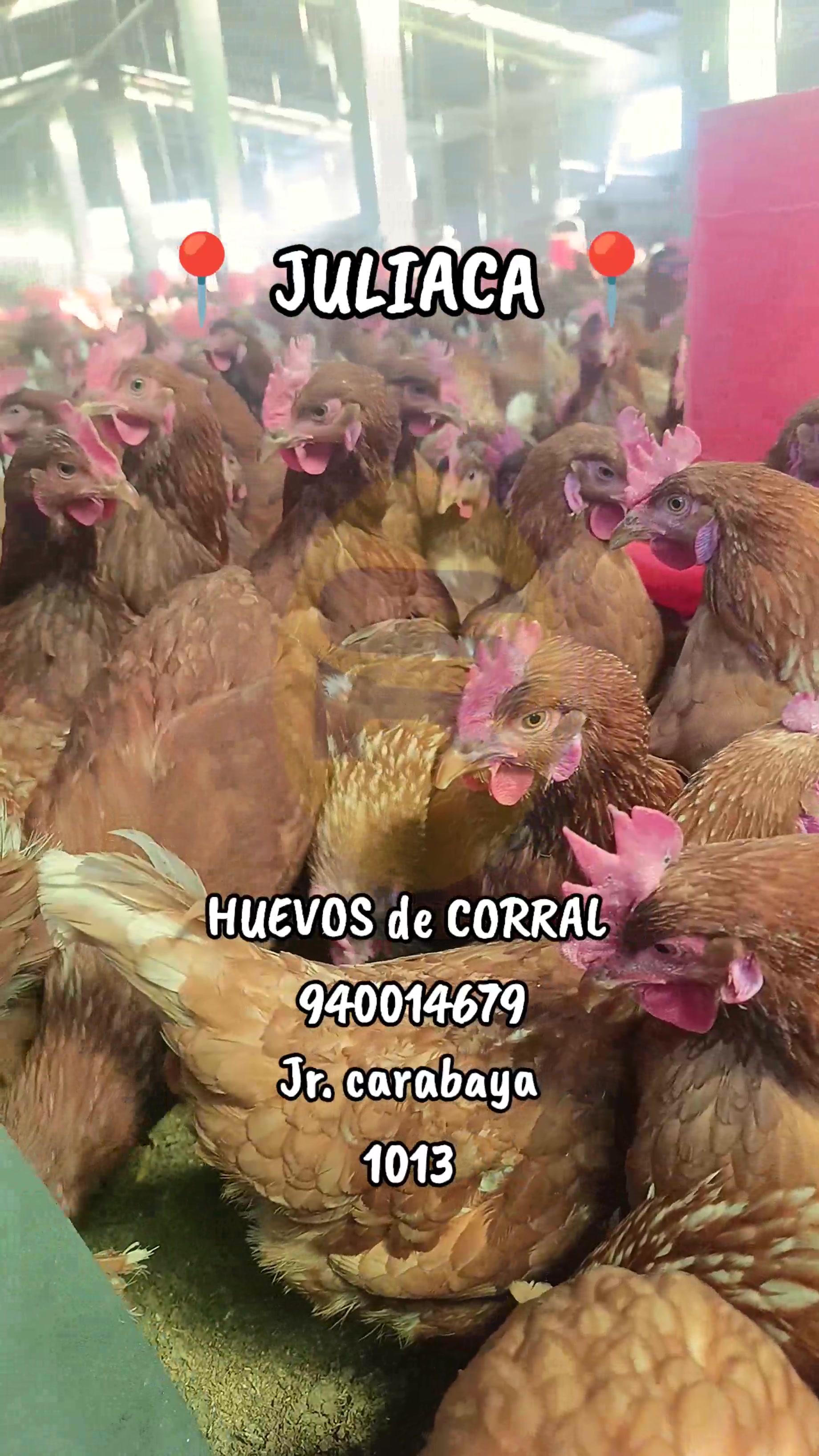 @HUEVOS DE CORRAL JULIACA