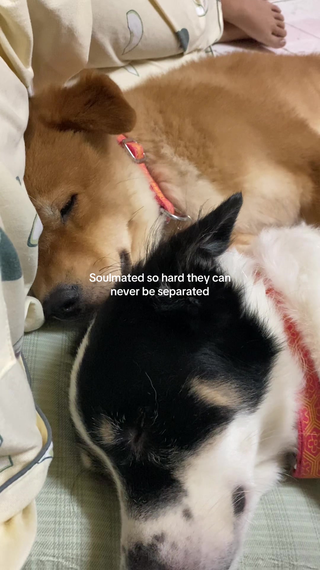 @nazrenegutz on IG