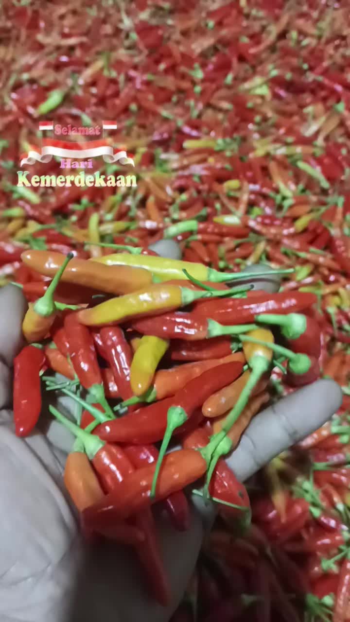 @cah nggunong