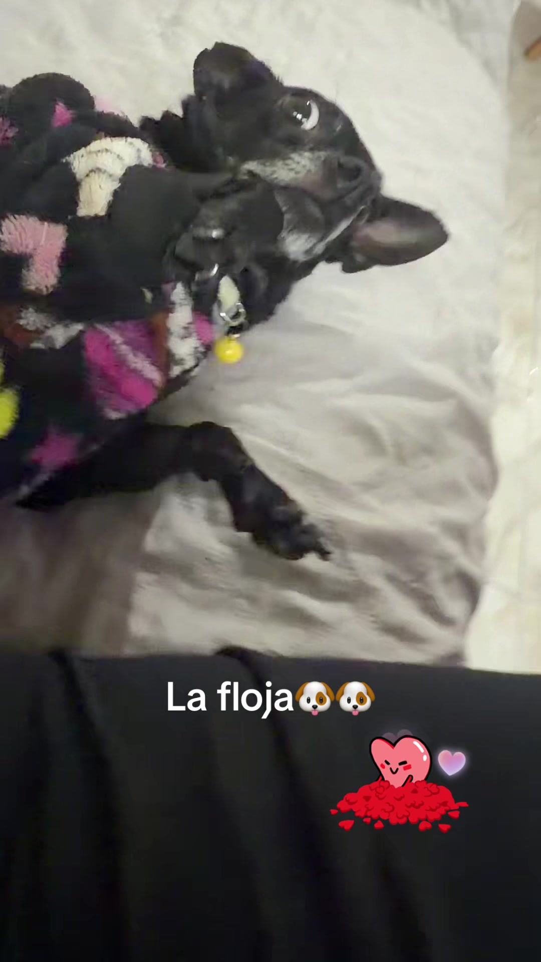 @ChannelyLuna🐕🐩