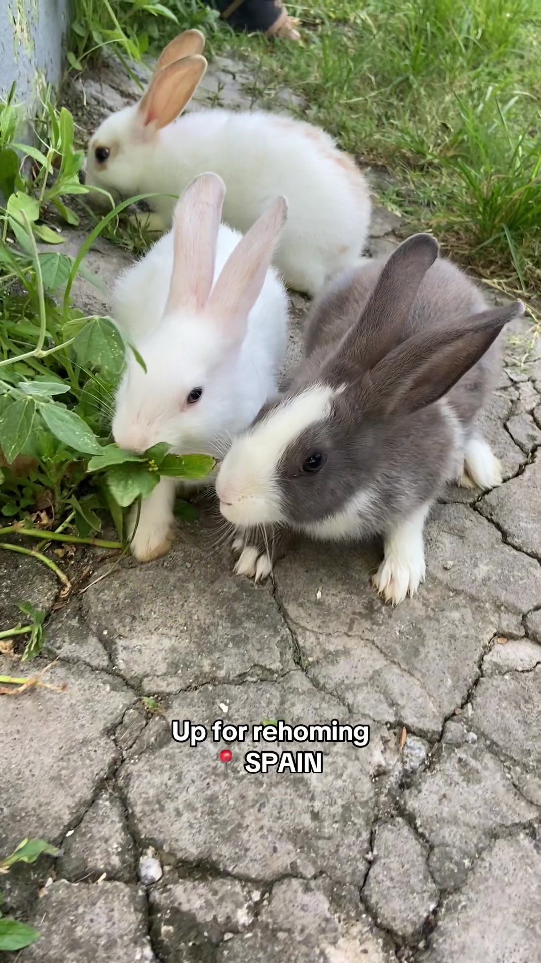 @HappyHoppersRabbitry