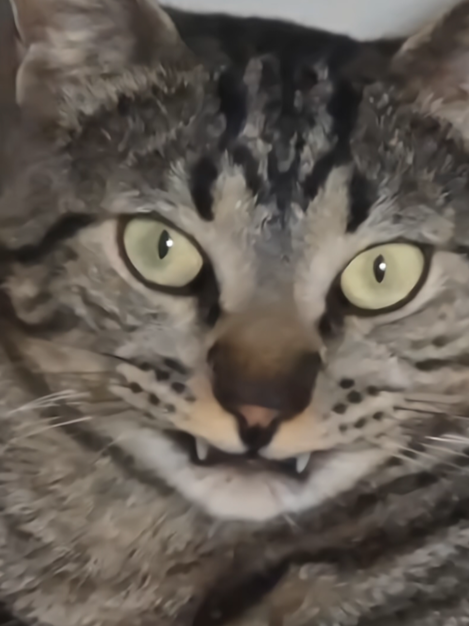 @Mushu