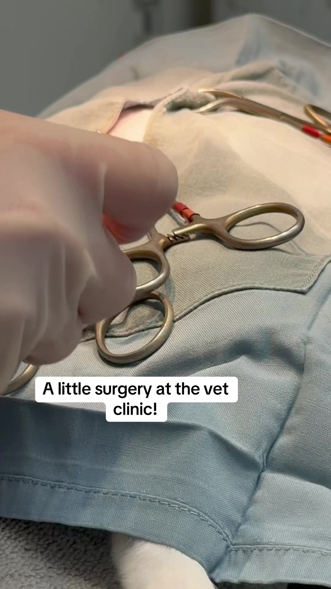 @ArlingtonAnimalHospitalsk