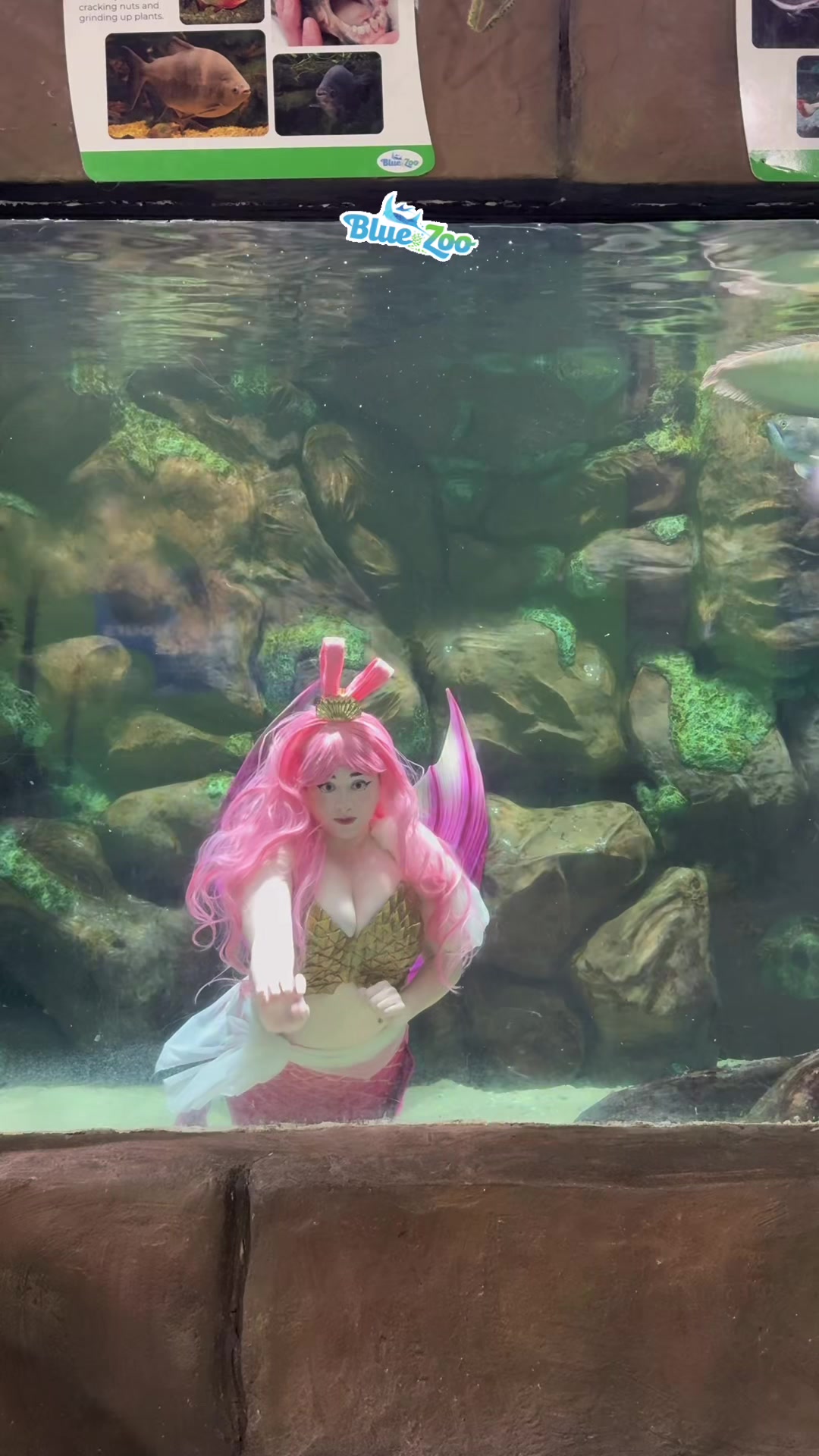 @Rose the Mermaid