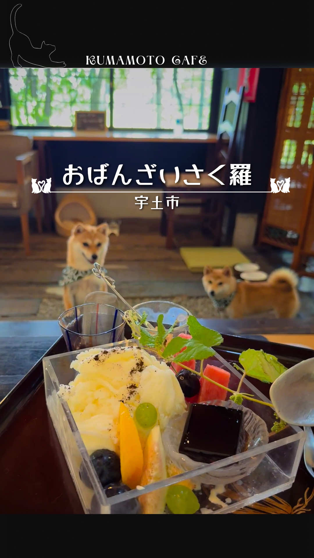 @まゆ猫