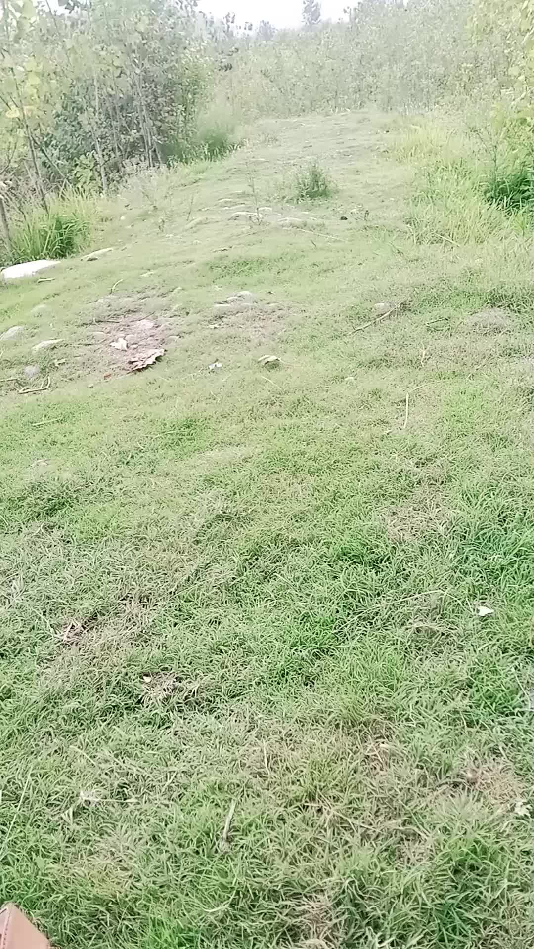 @noobadshah