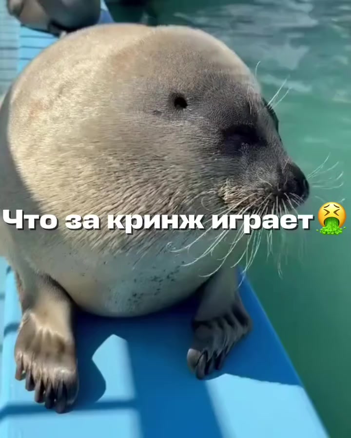 @౨ৎ.Ⲭⲁⲕⲟⲱυ⋆·˚ *🦭