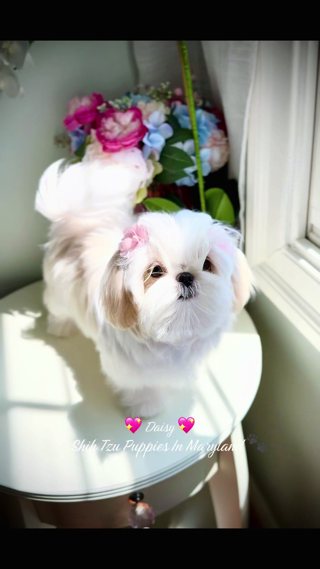 @Shih Tzu Puppies in Maryland