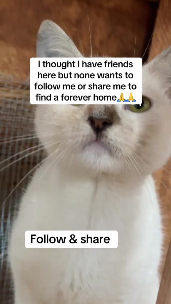 @tailspinrescue