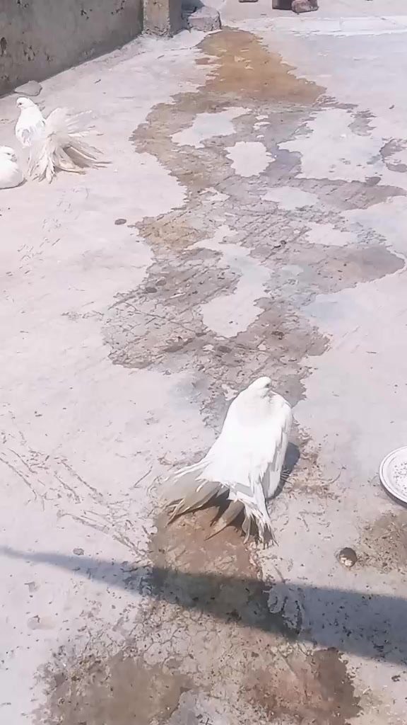 @Syed Adnan Ali Bukhari