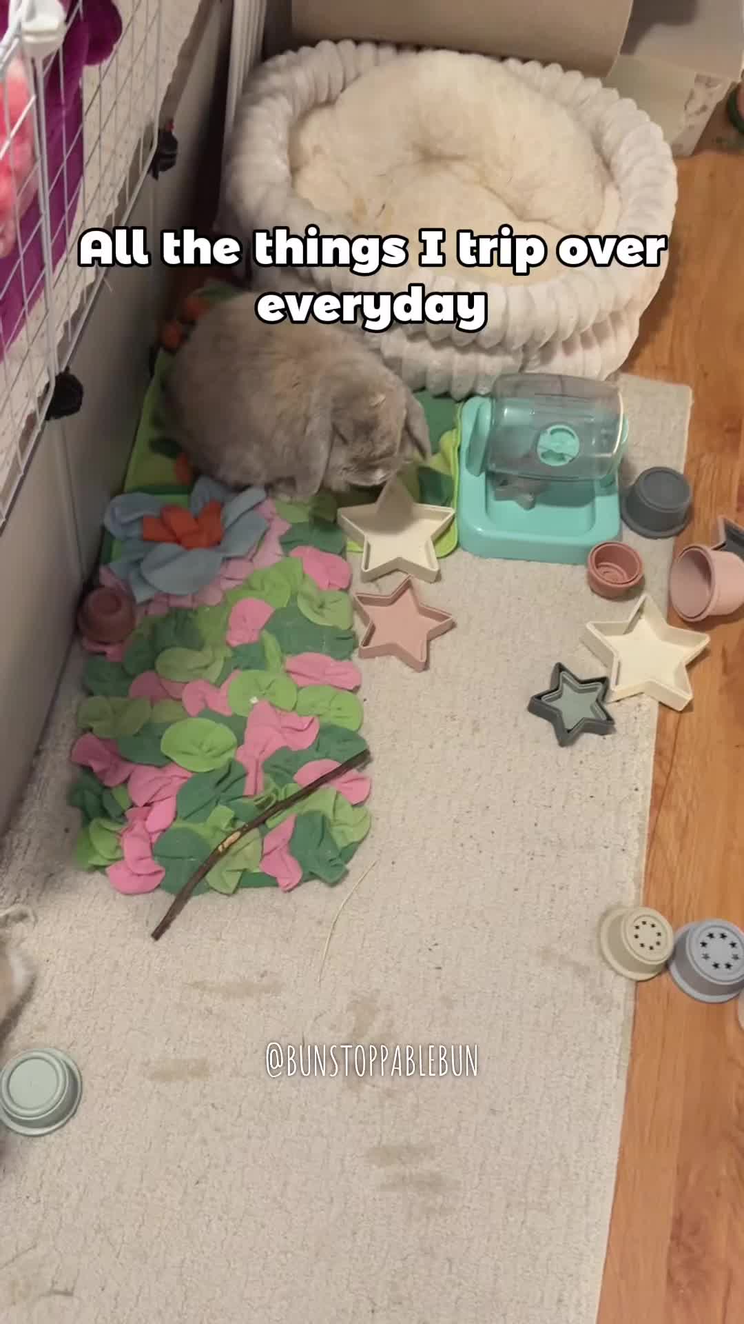 @BunBun, Mochi🌈, Chewy