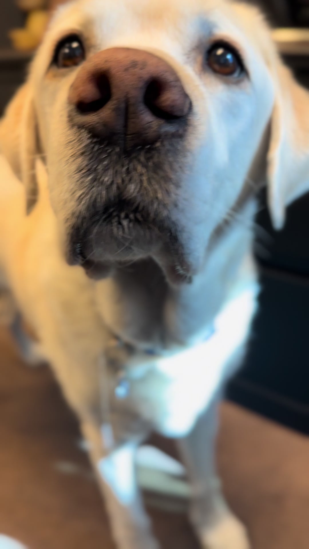 @K9_Raider