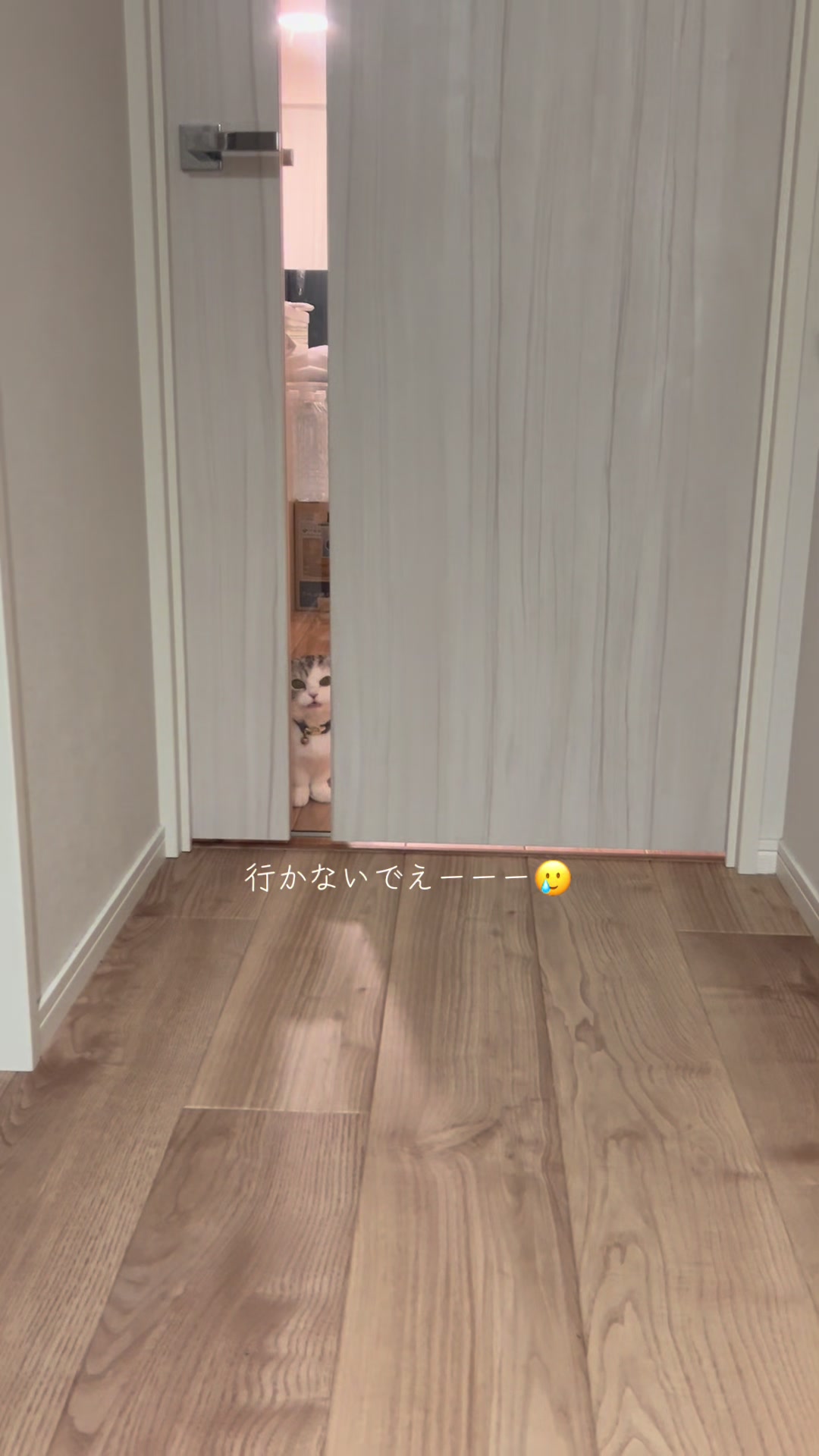 @短足マンチのえる♂