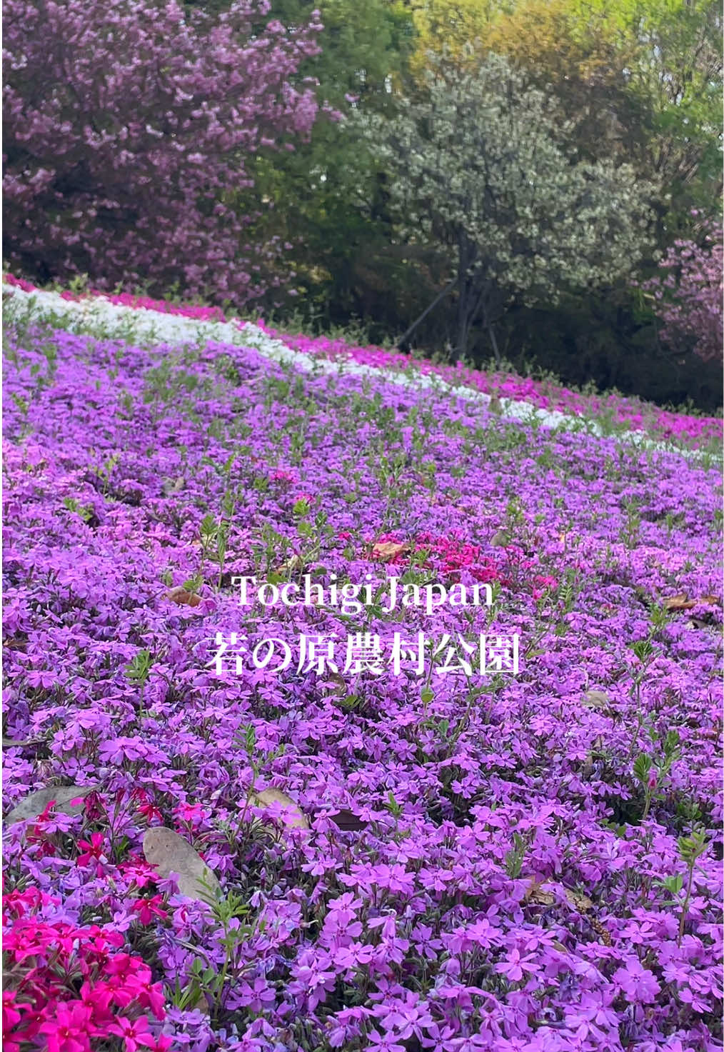 @paぱぱすtyle