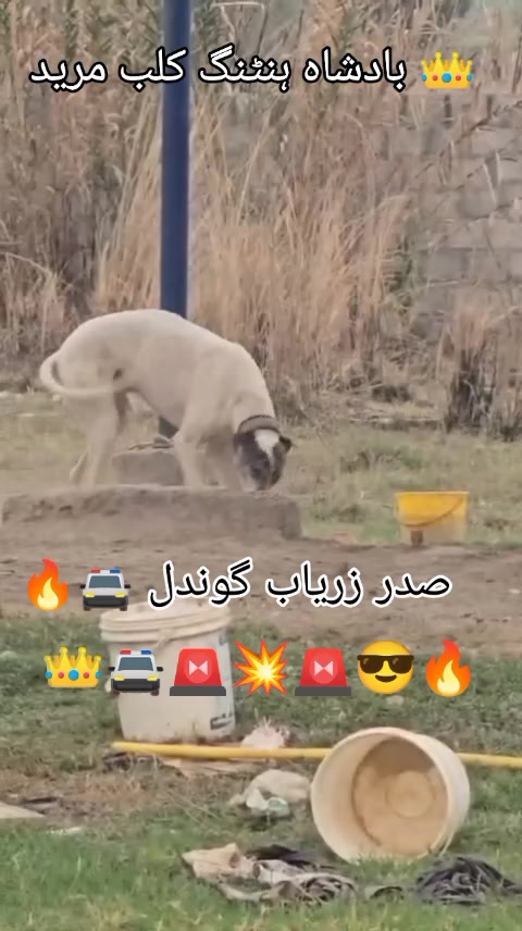 @👑 بادشاہ شکار کلب مرید 🔥✌🏽