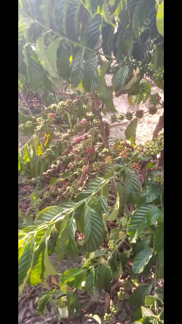 @Paskale
