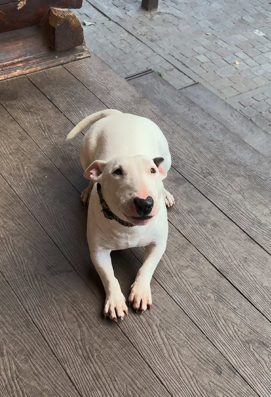 @Terra_Viva_minibullterrier