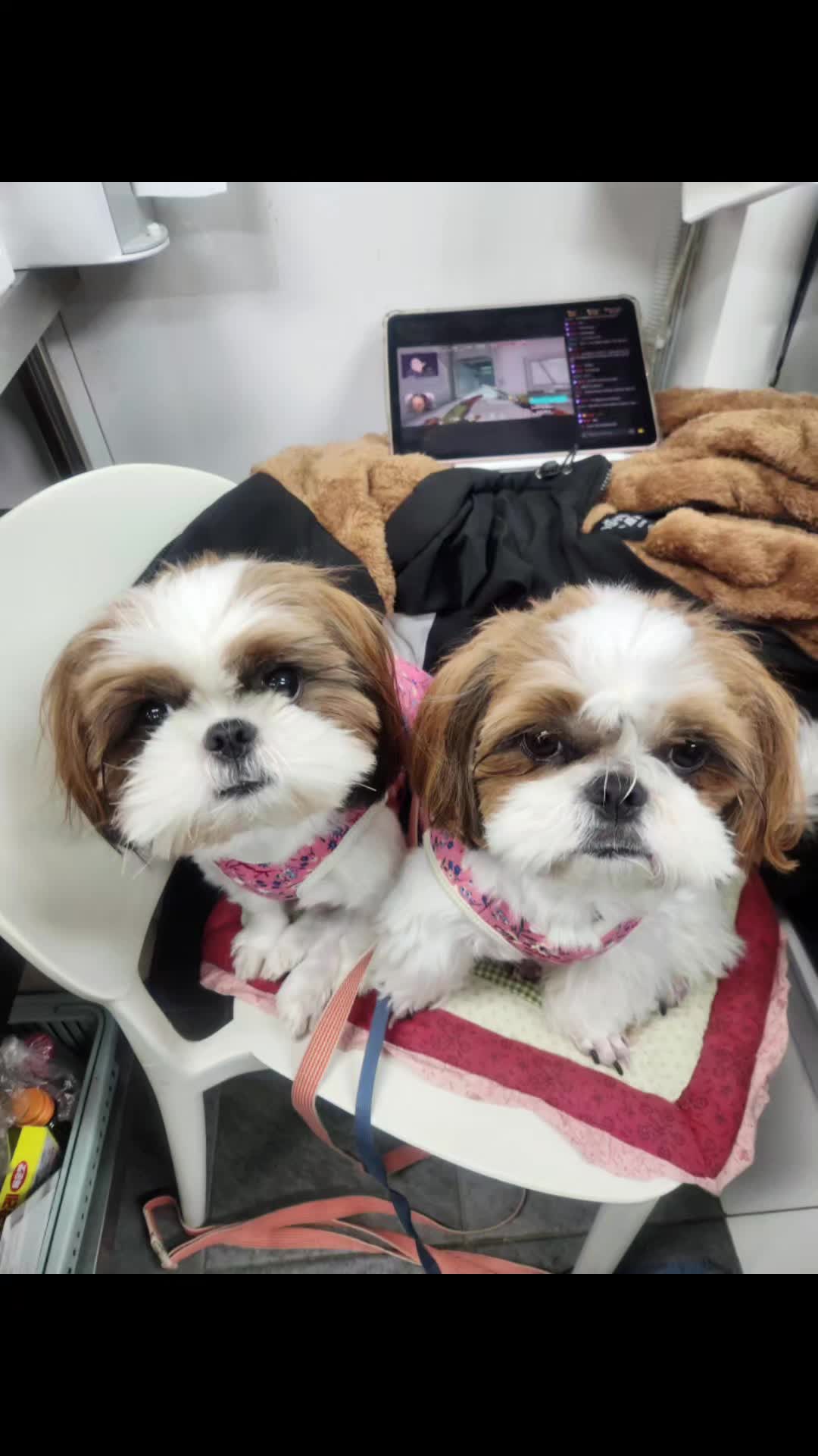 @머루는 시츄