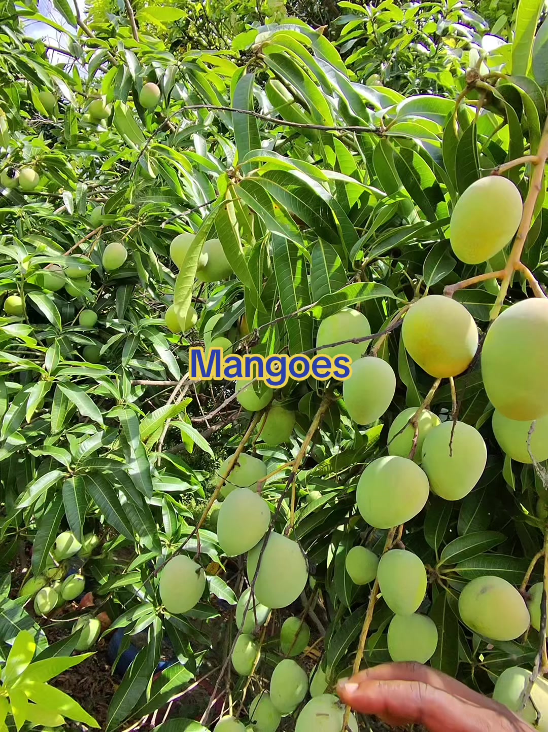 @jamaicasurveyors