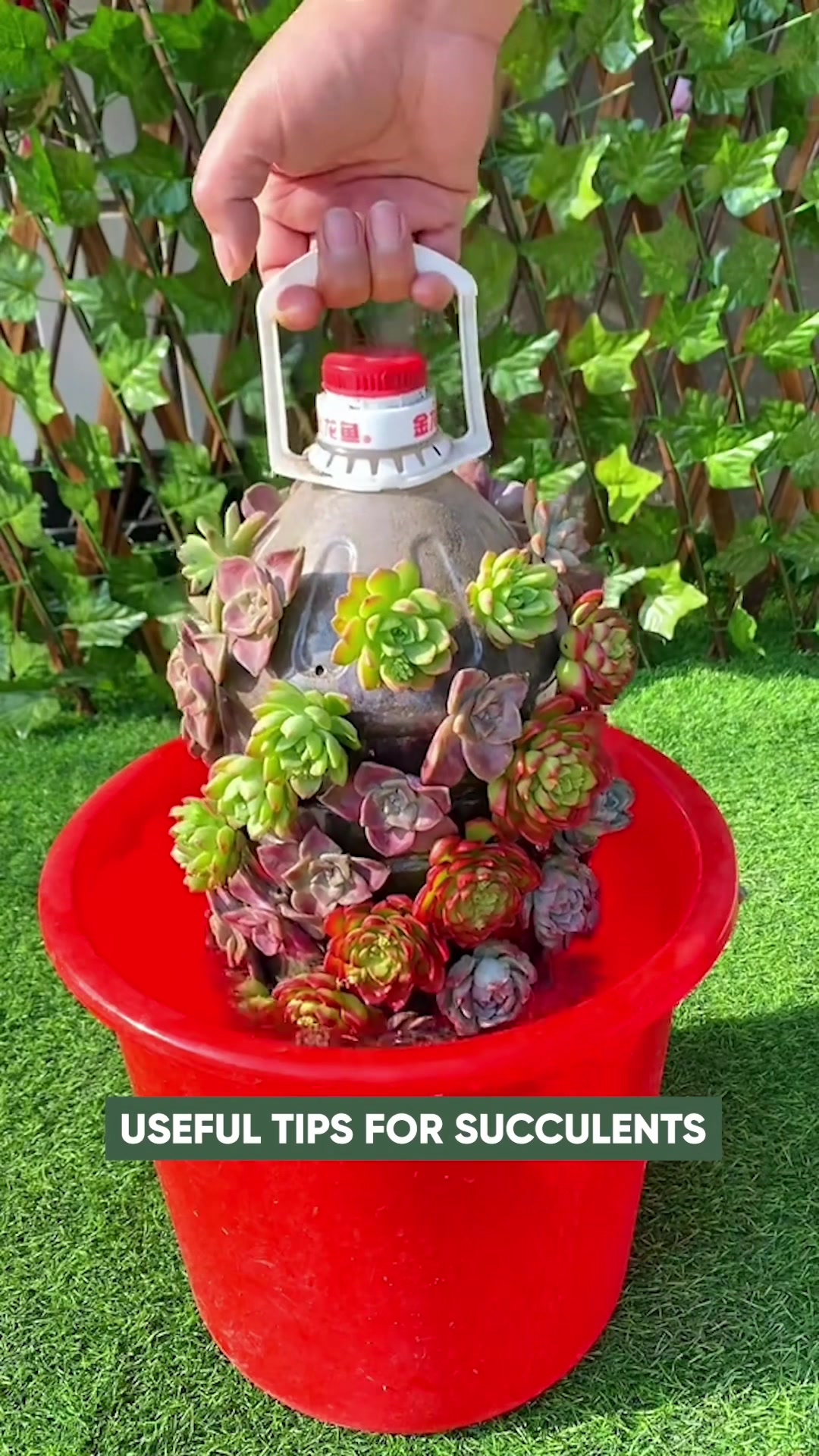 @Succulent Garden
