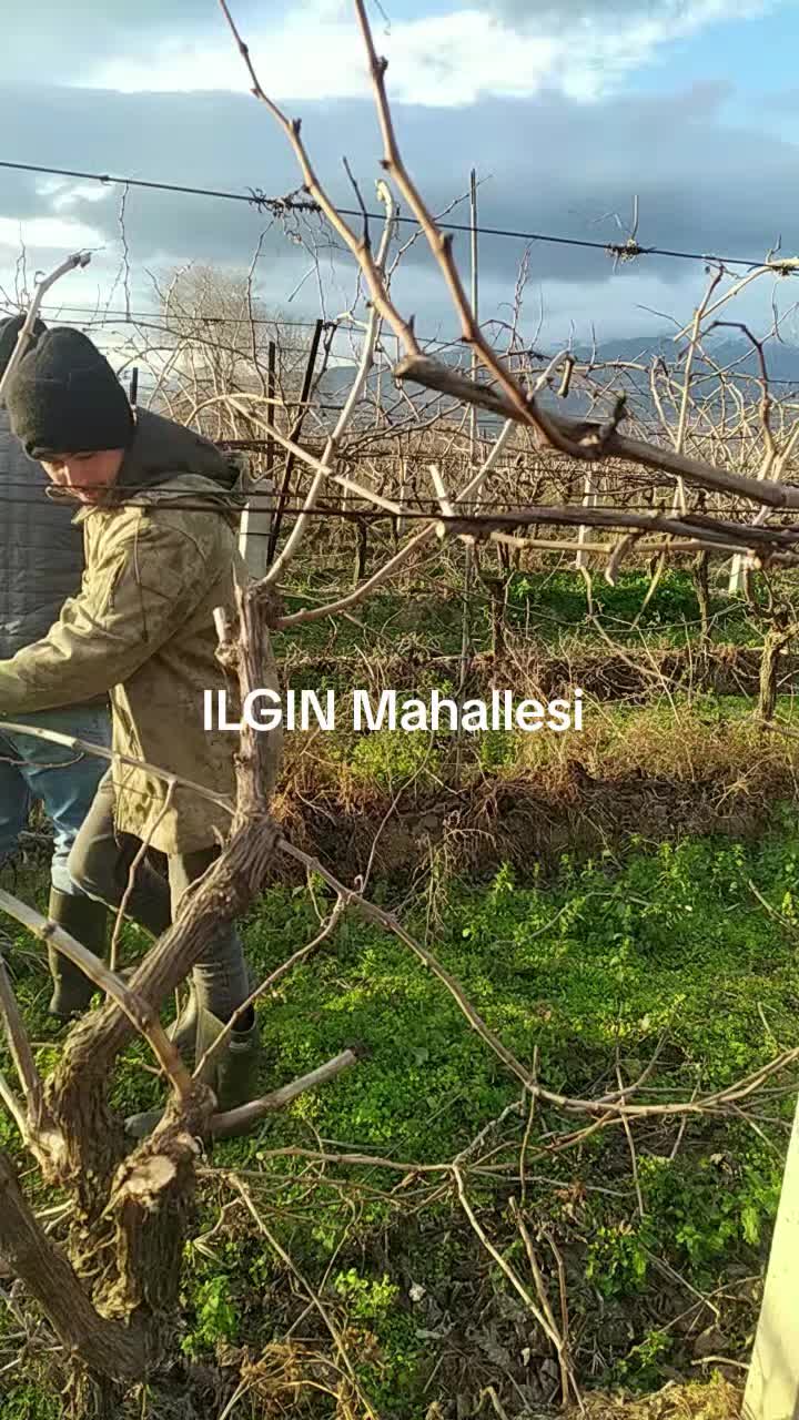 @Ali &Ccedil;ankaya