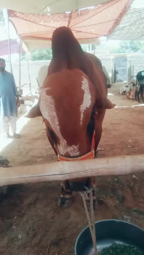 @ayan123456789