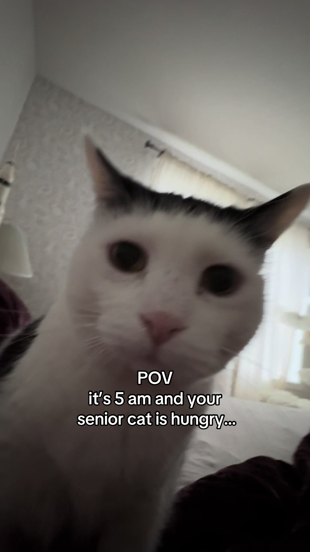 @poppytherescuecat_