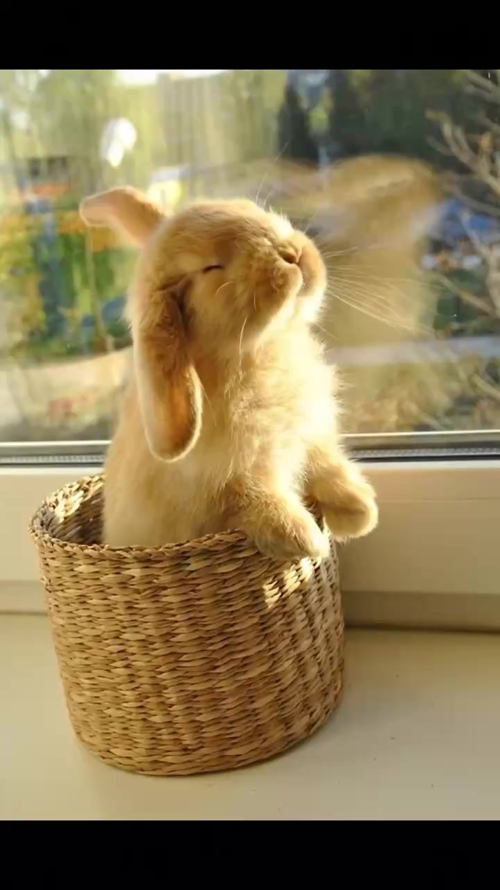 @anypet