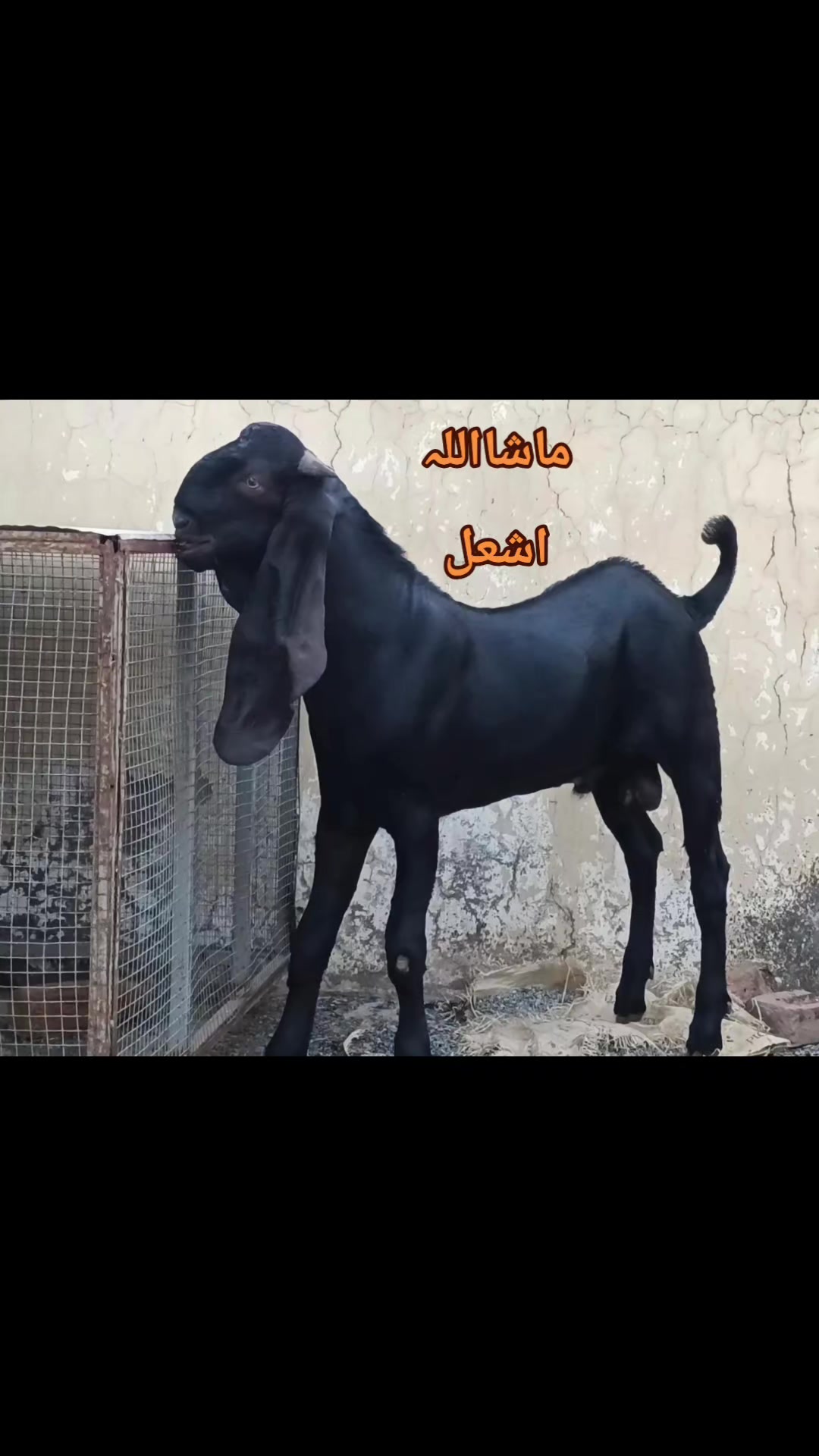 @abubakar Rajpoot