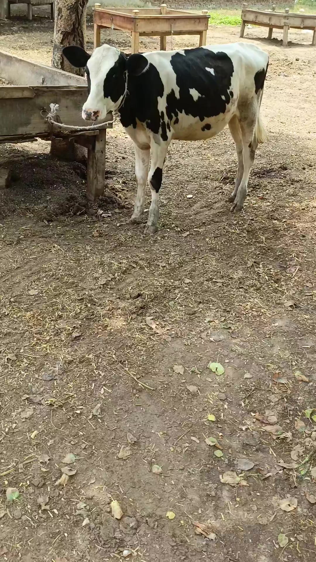 @Usmandairyfarmlayyah