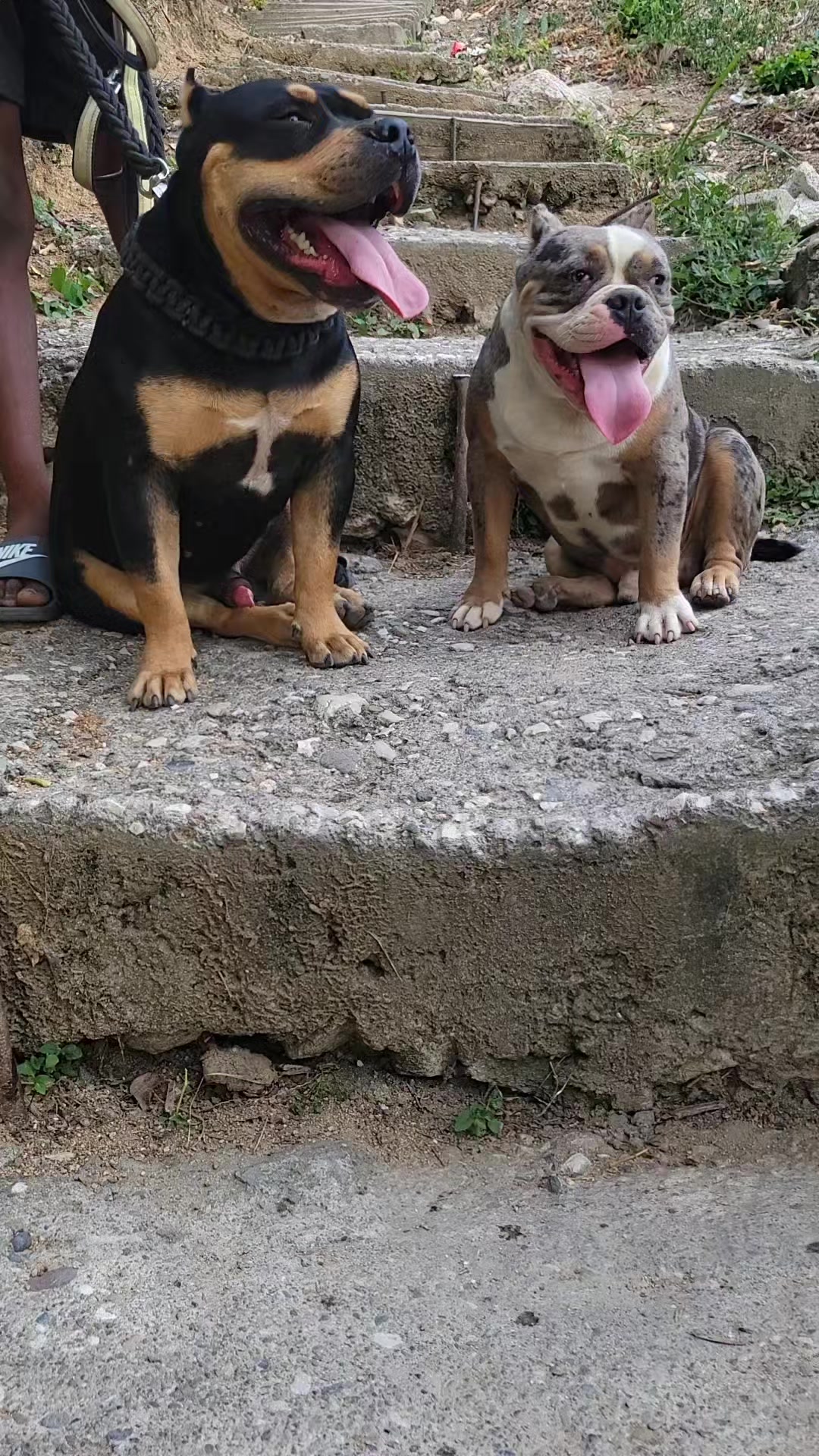 @machinesquad kennel