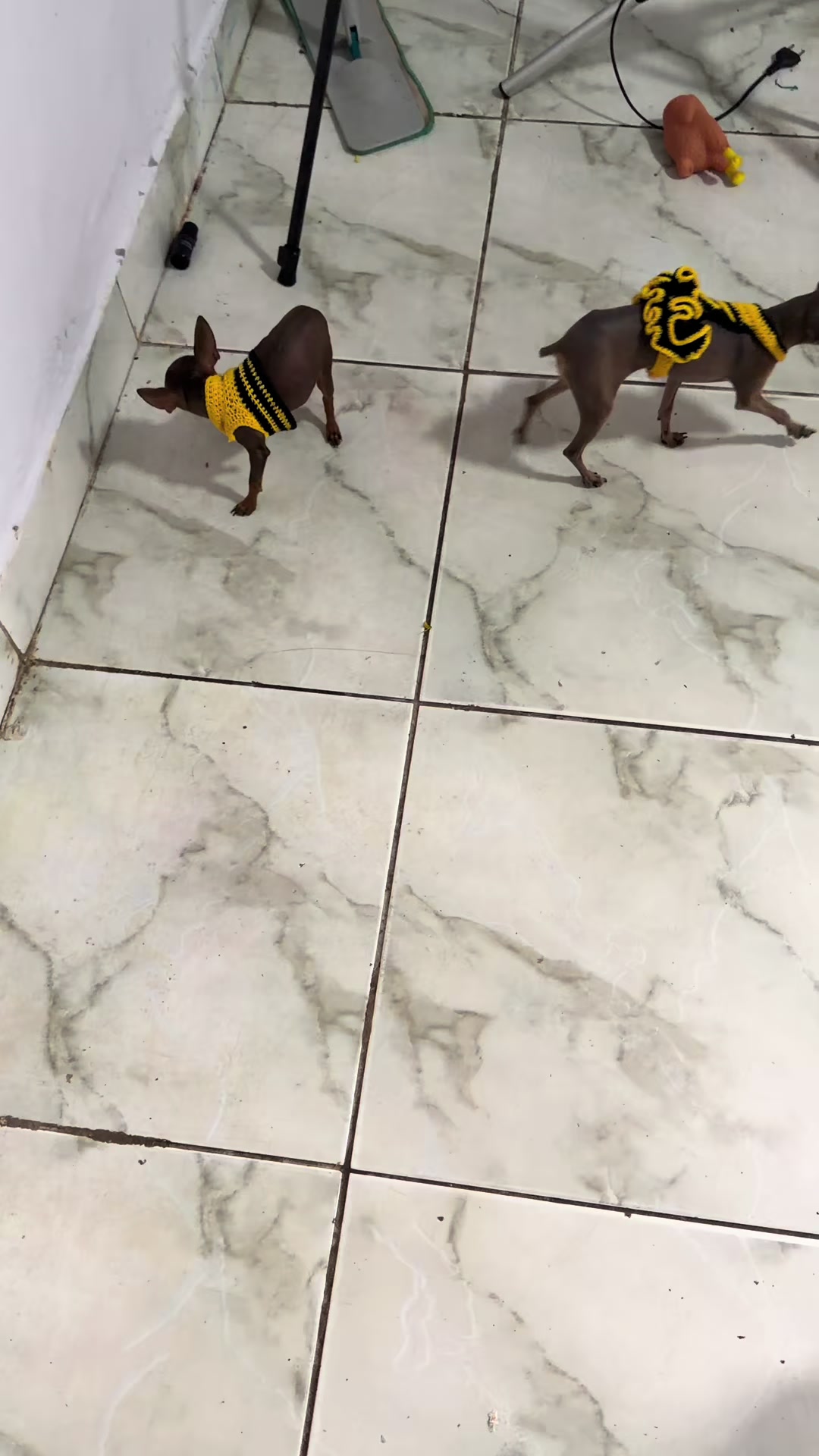@rozi_pinscher_micros_of