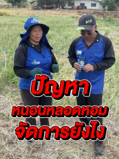 @4Tree A4S Thailand
