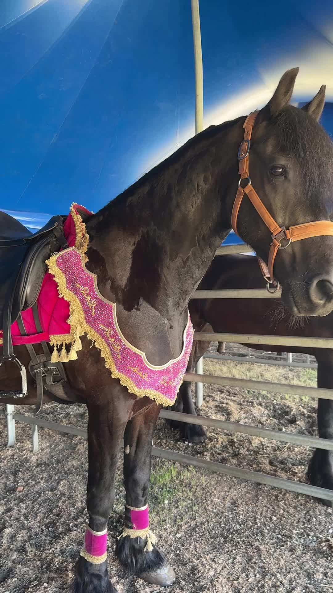 @Horses