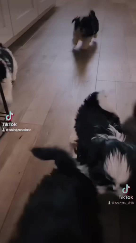 @SHIHTZU SOIRÉE