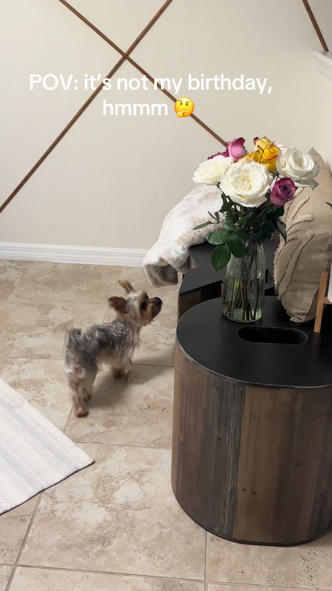 @Penny the Yorkie
