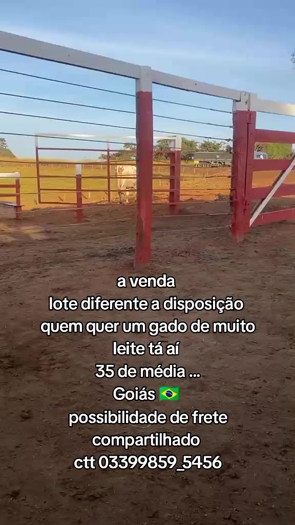 @marketing_do_gado