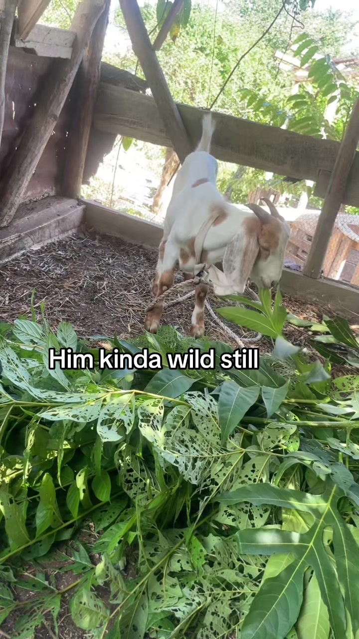 @Goat Ranch