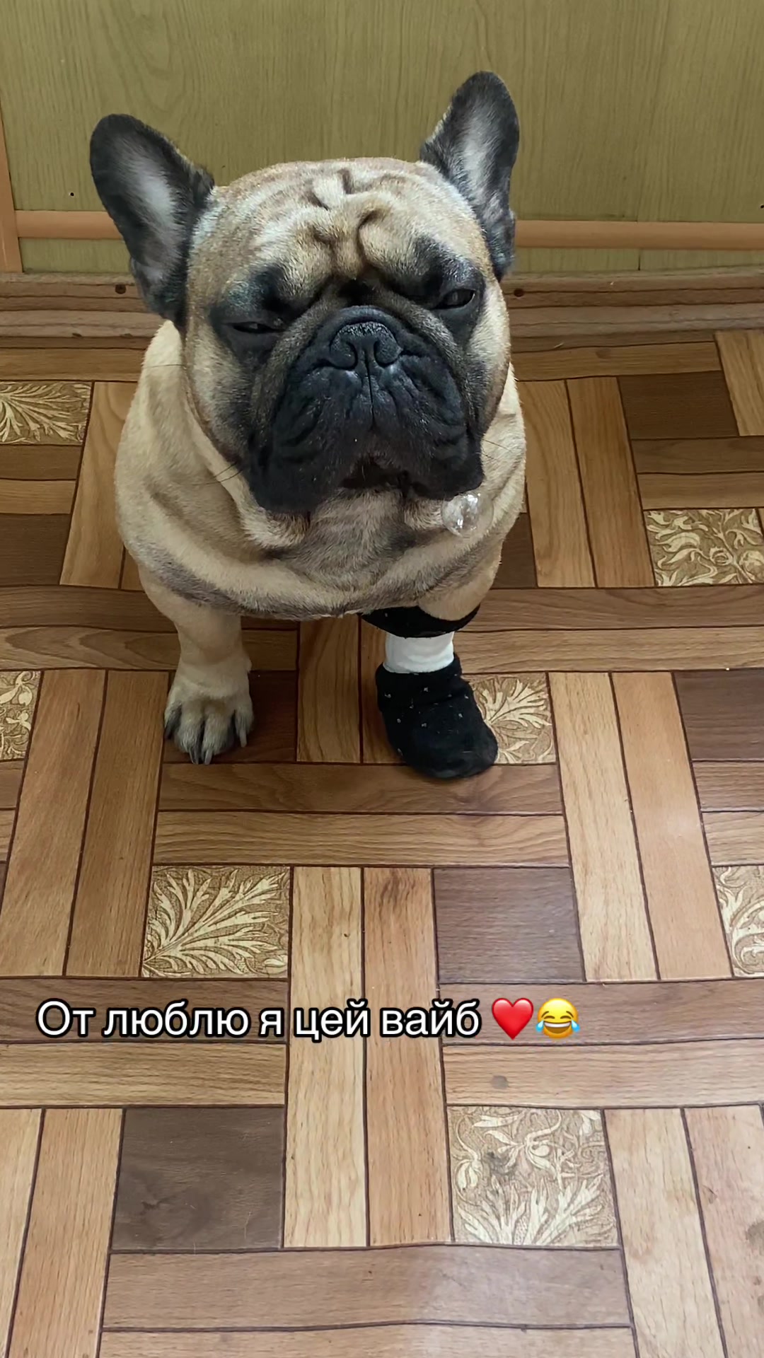 @_holly_bulls_